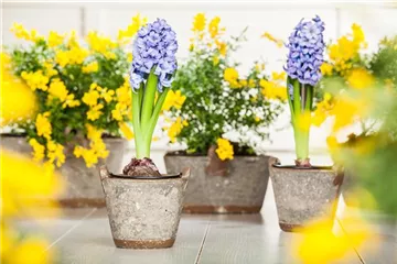 Hyazinthe, Krokus und Co. – der Frühling wird bunt