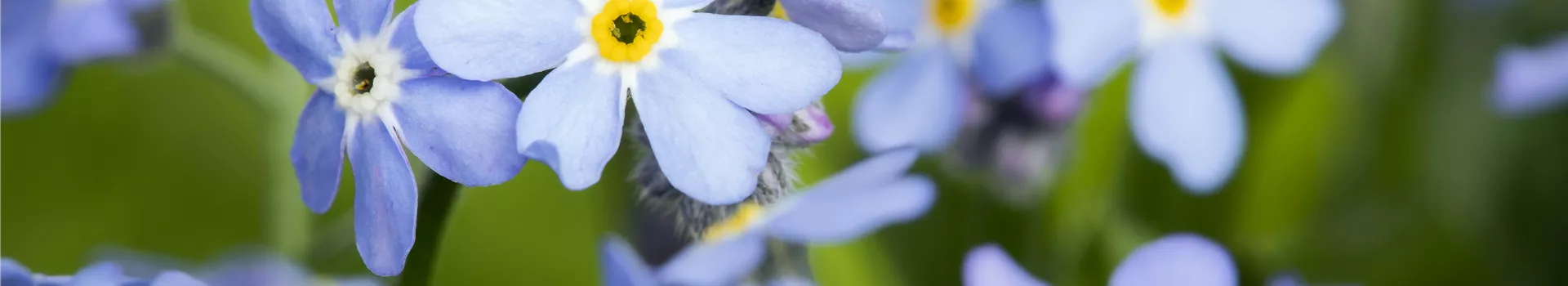 Das Vergissmeinnicht als Frühlingsbote
