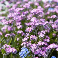 Allein oder in Gesellschaft zauberhaft