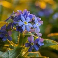 Eine kleine, aber feine Bienenweide