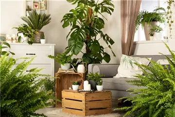 Ein Dschungel im eigenen Wohnzimmer Ein Dschungel im eigenen Wohnzimmer