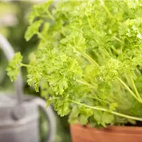 Grüne Klassiker im Frühling