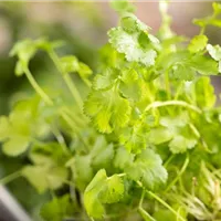 Asiatisches Flair im Frühling