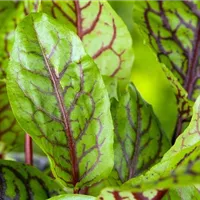 Wilder Genuss in der Küche