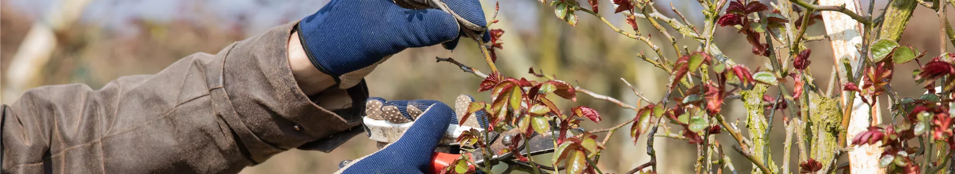 Der Rosenschnitt – Schönheitskur im Frühling