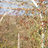 Nicht jede Rose wird im Frühling geschnitten