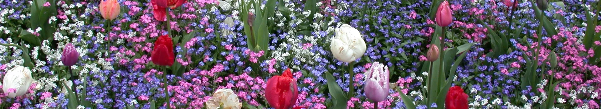 Die Frühblüher – Stars und Sternchen im Frühling