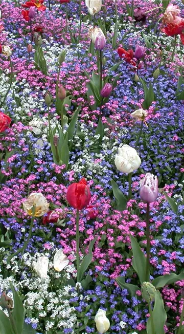 Die Frühblüher – Stars und Sternchen im Frühling