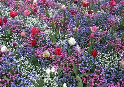 Die Frühblüher – Stars und Sternchen im Frühling