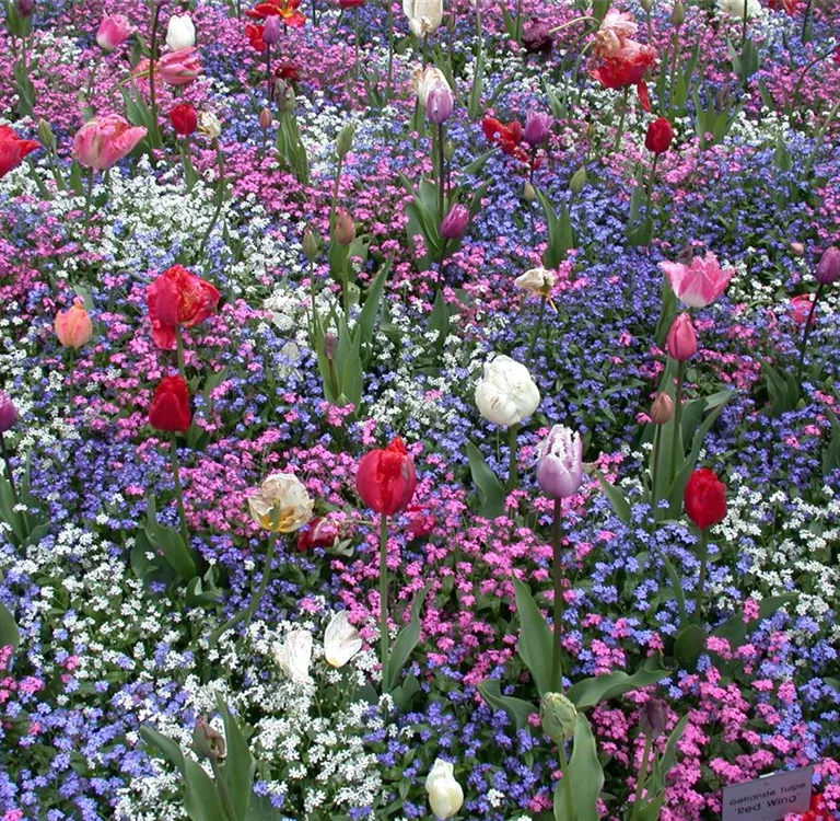 Die Frühblüher – Stars und Sternchen im Frühling