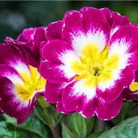 Die Gute-Laune-Macher