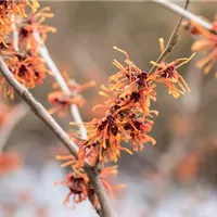 Alles eine Frage der Taktik