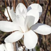 Bunte Blüten im tristen Garten