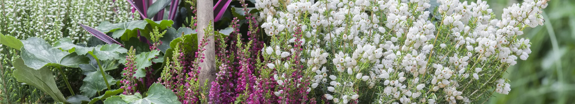 Blüten-Farben richtig kombinieren – eine Frage der Farbe