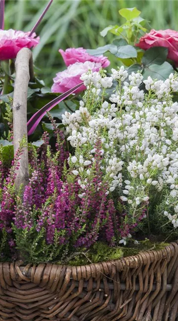 Blüten-Farben richtig kombinieren – eine Frage der Farbe