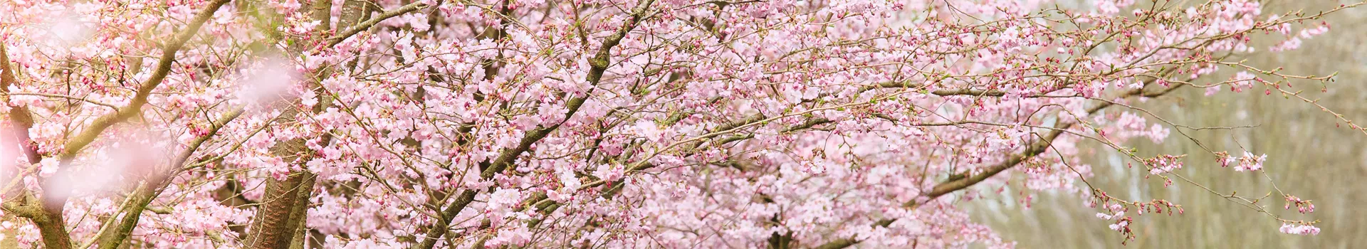 Die Zierkirsche – eine Schönheit ohne Starallüren 