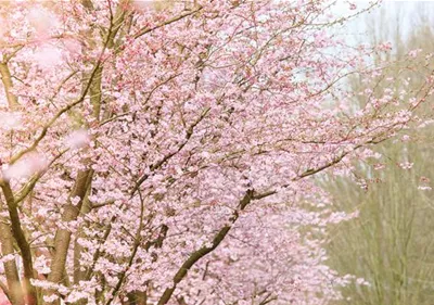 Die Zierkirsche – eine Schönheit ohne Starallüren 