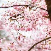 Die Schönheit der Zierkirsche