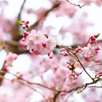 Pflegeleichte Zeitgenossin