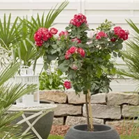 Blumen perfekt kombiniert