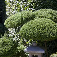 Das richtige Werkzeug für den Schnitt