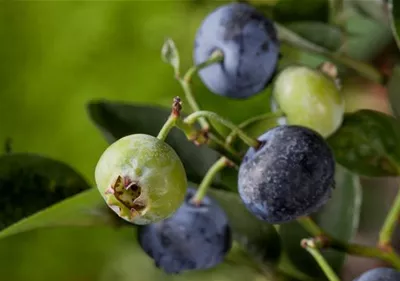 Heidelbeeren – die blauen Super-Beeren Heidelbeeren – die blauen Super-Beeren