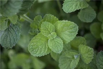 Die Apfel-Minze: der samtige Riese im Kräuterbeet