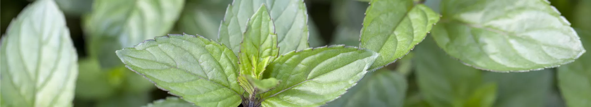Die Schoko-Minze: Schokolade für den Garten