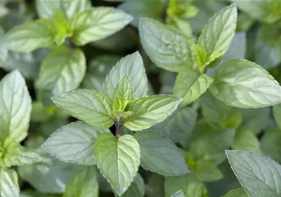 Die Schoko-Minze: Schokolade für den Garten