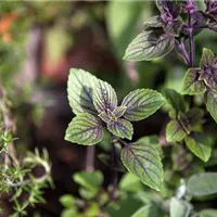 Vielseitig einsetzbar