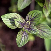 Die richtige Pflege für viel Freude