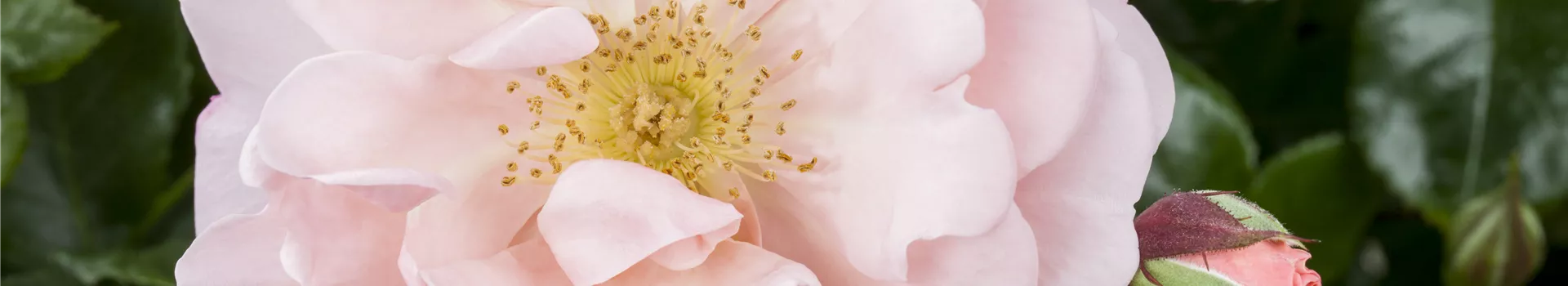 Die Duftrose – Eine Bereicherung für den Garten Die Duftrose – Eine Bereicherung für den Garten