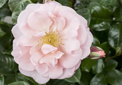 Die Duftrose – Eine Bereicherung für den Garten Die Duftrose – Eine Bereicherung für den Garten