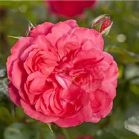 Nirgendwo fehl am Platz Nirgendwo fehl am Platz