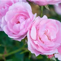 Viele Faktoren für ein Ergebnis Viele Faktoren für ein Ergebnis