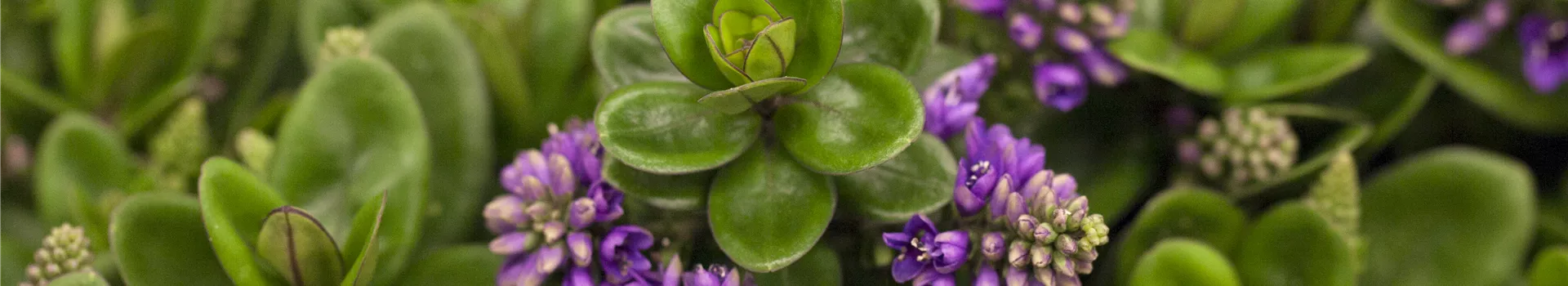 Die Strauchveronika – eine erstaunliche Entwicklung