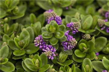 Die Strauchveronika – eine erstaunliche Entwicklung