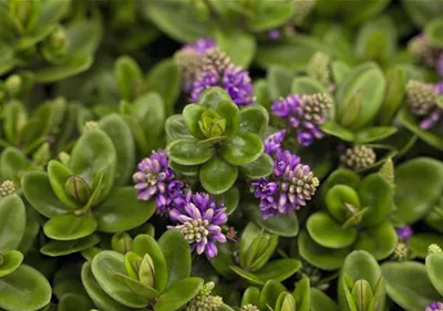 Die Strauchveronika – eine erstaunliche Entwicklung