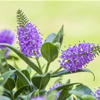 Eine wahre Anpassungskünstlerin