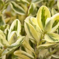 Die griechische Göttin unter den Pflanzen