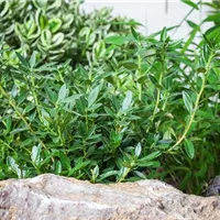 Kleine Pflanze will hoch hinaus