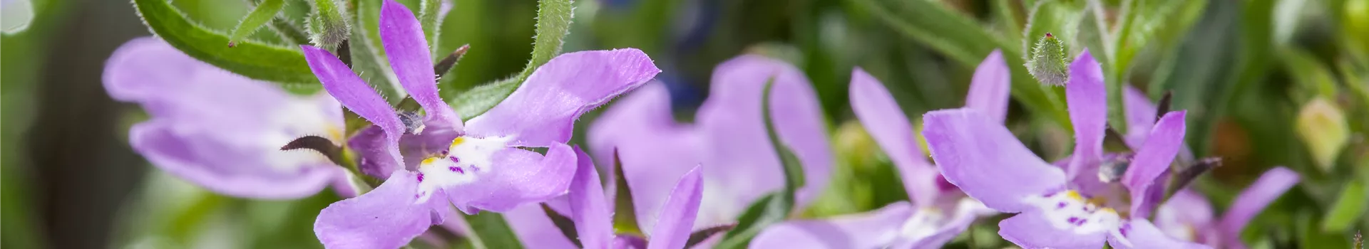 Männertreu – eine gefährliche Sommerliebe mit besonderen Blüten