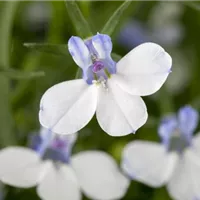 Was hat die Pflanze mit Männern zu tun?