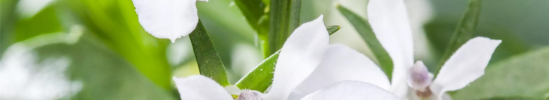 Männertreu: mehr als nur eine schöne Lückenfüllerin