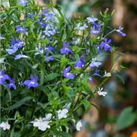 Beliebt im Beet und auf dem Balkon