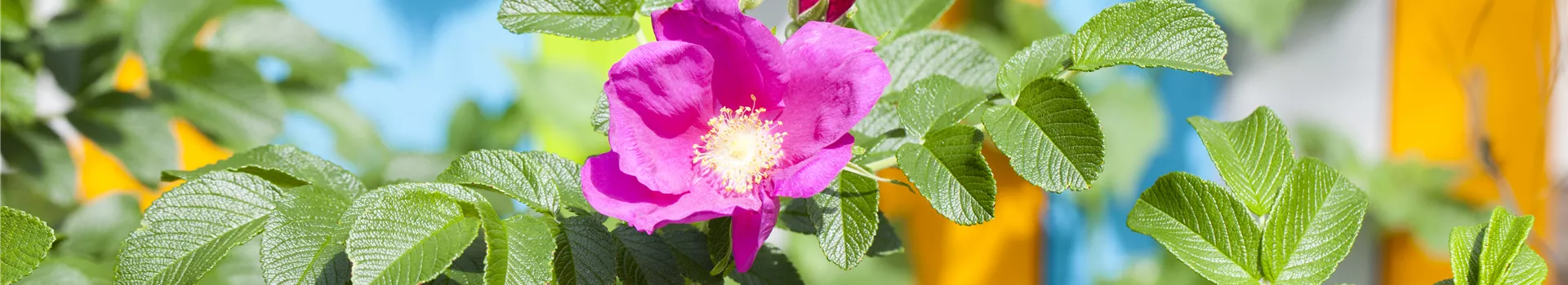 Warum nicht jede Rose eine Duftrose ist