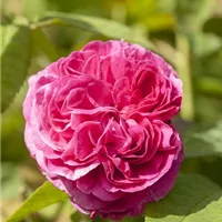 Die Versuchung in Pflanze