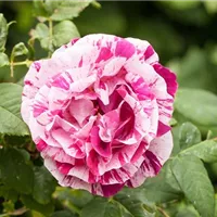 Betörender Duft bedarf intensiver Arbeit