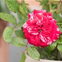 Schön aber anspruchsvoll