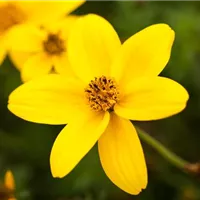 Das neue Heim vorbereiten